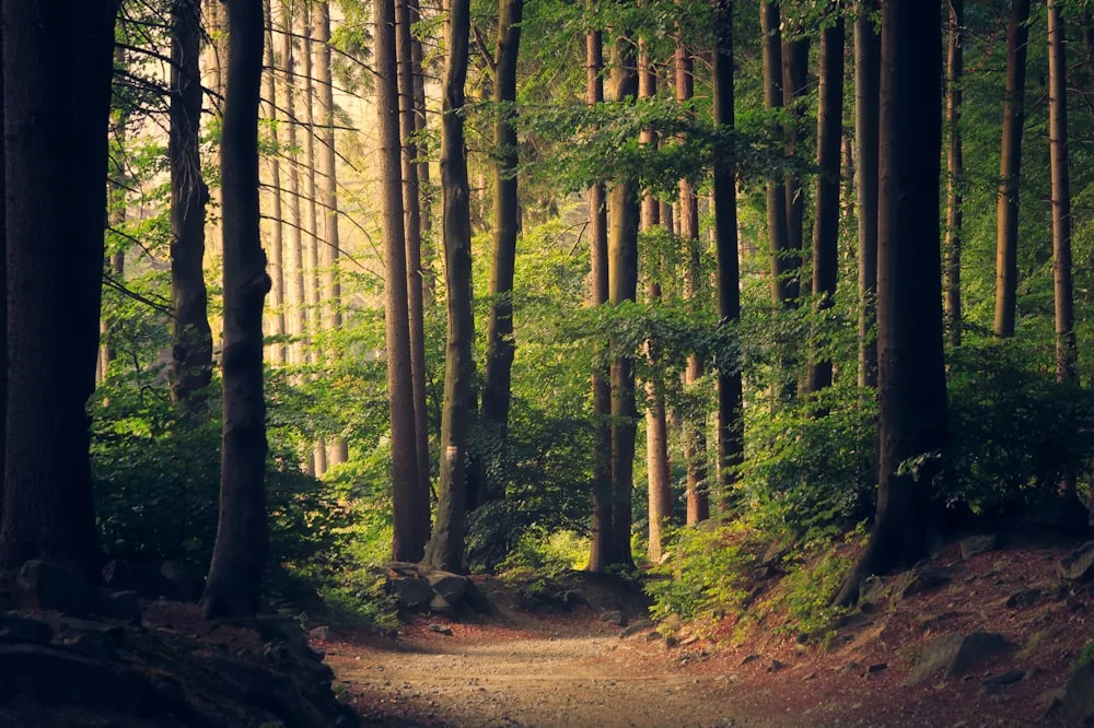 Into the green