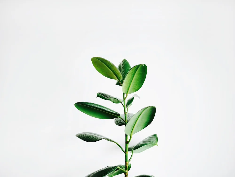 New leaves, new beginnings