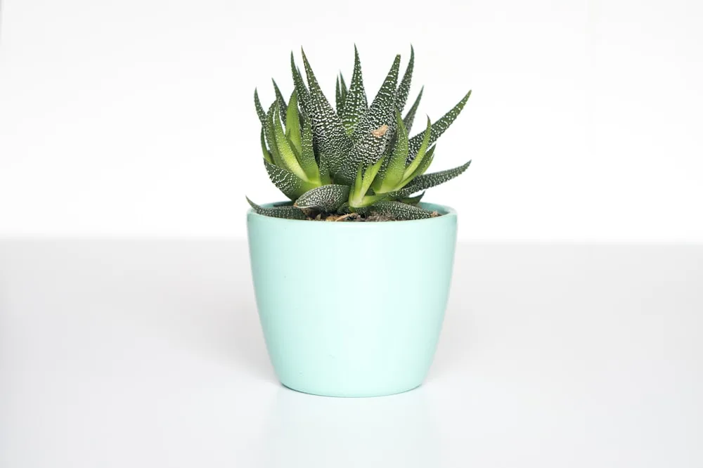 Zen in a mint cup