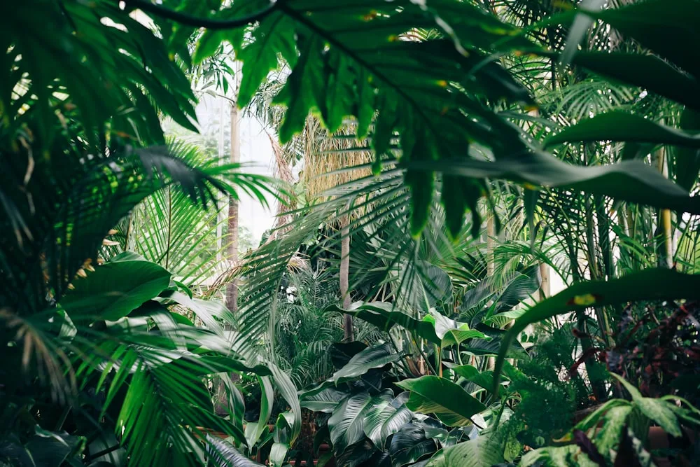 Fern Hollow — Closed Terrarium by Terradoodles