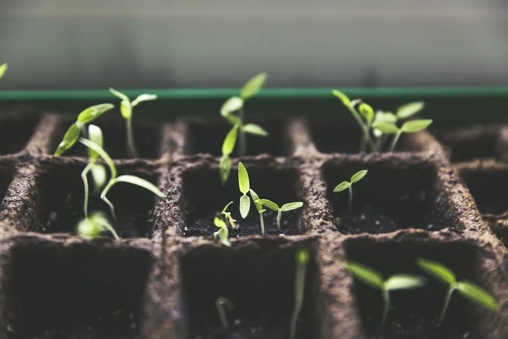 Seedlings finding their feet