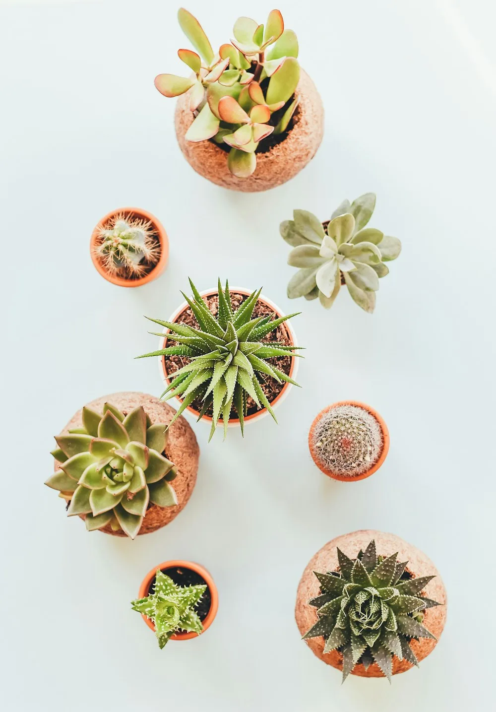 Desert Whisper — Open Terrarium by Terradoodles